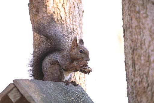 �N���~���Q�Ɋ���A���ɐH�ׂ�