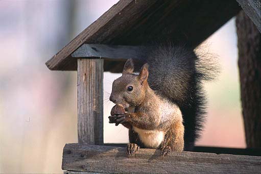 �a��ɗ����G�]���X