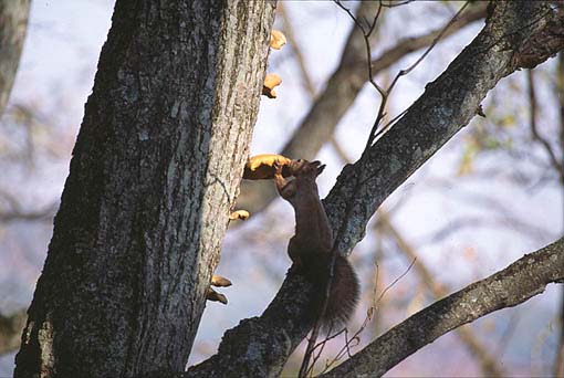 �L�m�R��H�ׂ�