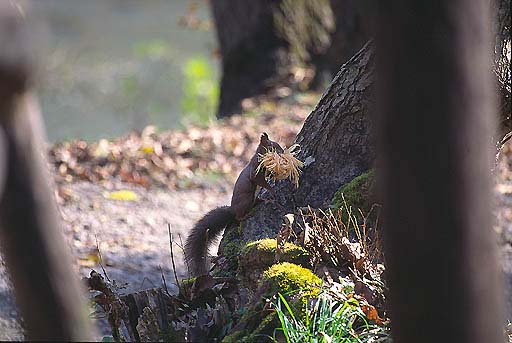 ���ނ̖؋�������t�ɉ^��