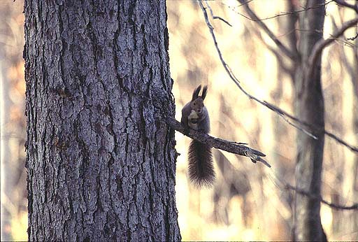 ���}�ɏ�肨���܂�̃|�[�Y