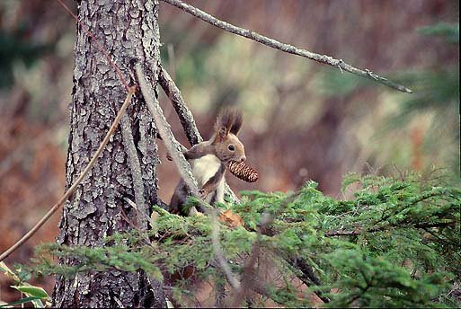 �ӂ���L�����L����