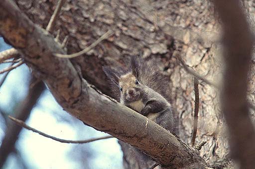 ����ɂ��́B�����Ă�́H