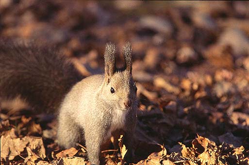 ���ߋ����I