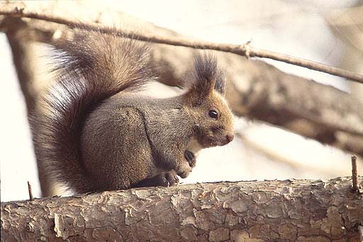 �E�g�E�g�E�E�E�����Ȃ�