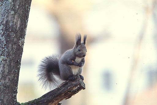 ���킢���ʂ��ĂˁB