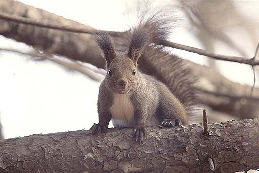 �͂��I�@�N�H