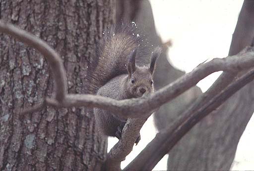 ������̋G�߂Ȃ񂾁B