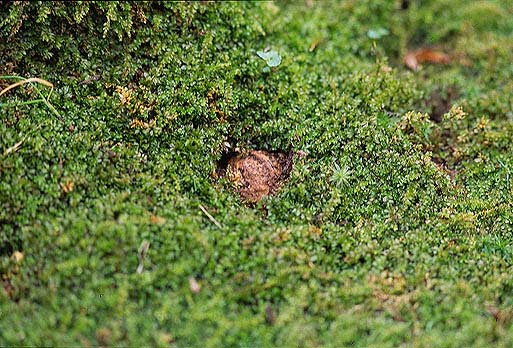 �I�j�O���~���t�����I