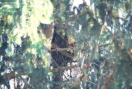 �G�]���X�̑�