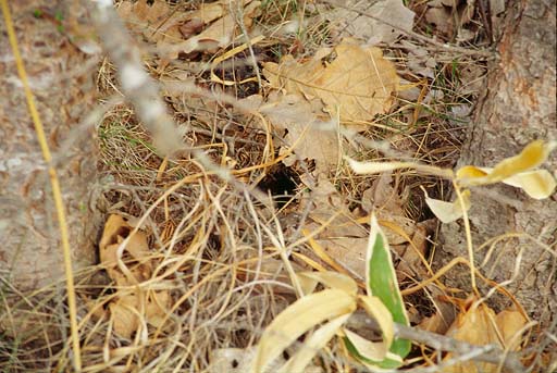 �V�}���X�̑���