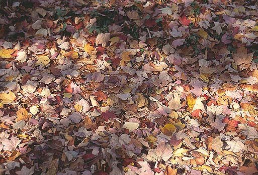 �L�t���̗����t