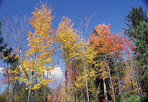 �L�t���̍g�t