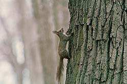 �N���b�N����Ɗg��ʐ^ ��42K