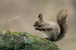 �N���b�N����Ɗg��ʐ^ ��33K