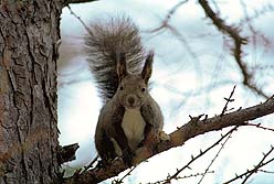 �N���b�N����Ɗg��ʐ^ ��43K