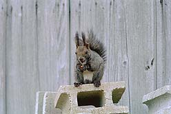 �N���b�N����Ɗg��ʐ^ ��30K