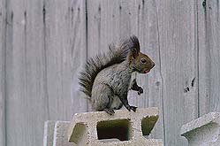 �N���b�N����Ɗg��ʐ^ ��37K