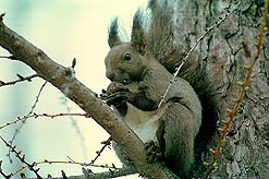 �N���b�N����Ɗg��ʐ^ ��54K