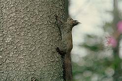 �N���b�N����Ɗg��ʐ^ ��62K