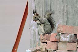 �N���b�N����Ɗg��ʐ^ ��24K