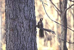 �N���b�N����Ɗg��ʐ^ ��55K