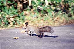 �N���b�N����Ɗg��ʐ^ ��33K