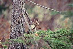 �N���b�N����Ɗg��ʐ^ ��45K