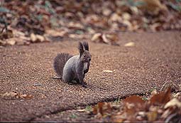 �N���b�N����Ɗg��ʐ^ ��43K