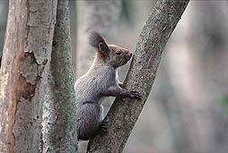 �N���b�N����Ɗg��ʐ^ ��36K