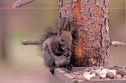 �N���b�N����Ɗg��ʐ^ ��62K