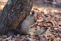 �N���b�N����Ɗg��ʐ^ ��50K