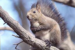 �N���b�N����Ɗg��ʐ^ ��41K