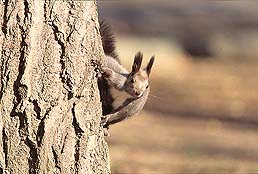 �N���b�N����Ɗg��ʐ^ ��54K