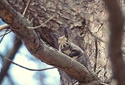 �N���b�N����Ɗg��ʐ^ ��44K