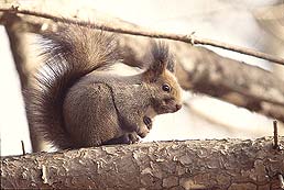 �N���b�N����Ɗg��ʐ^ ��52K