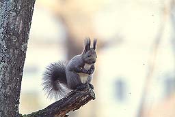 �N���b�N����Ɗg��ʐ^ ��44K