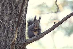 �N���b�N����Ɗg��ʐ^ ��44K