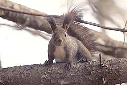 �N���b�N����Ɗg��ʐ^ ��44K