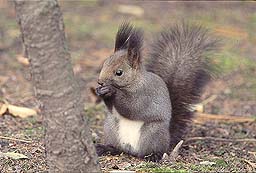 �N���b�N����Ɗg��ʐ^ ��47K