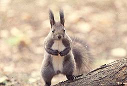 �N���b�N����Ɗg��ʐ^ ��53K