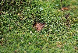 �N���b�N����Ɗg��ʐ^