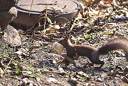 �N���b�N����Ɗg��ʐ^