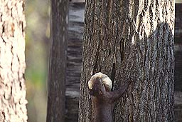 �N���b�N����Ɗg��ʐ^