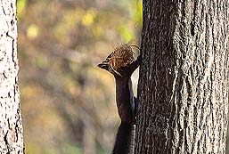 �N���b�N����Ɗg��ʐ^