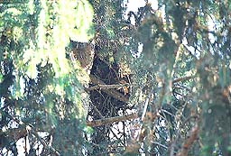 �N���b�N����Ɗg��ʐ^