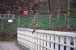 �N���b�N����Ɗg��ʐ^