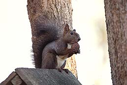 �N���b�N����Ɗg��ʐ^