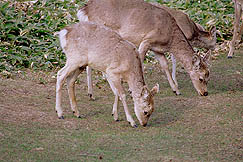 �N���b�N����Ɗg��ʐ^ ��60K