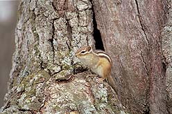 クリックすると拡大写真 約63K